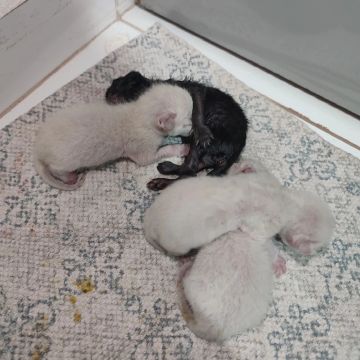 Doando 4 gatinhos recém-nascidos