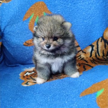 Filhote de lulu da Pomeranian