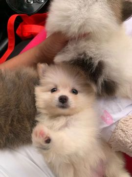  Lulu da Pomerânia / spitz alemão 