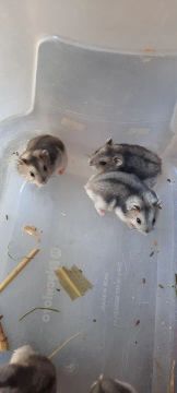 RATINHOS HAMSTER ANÃO RUSSO FILHOTES DISPONÍVEIS!!