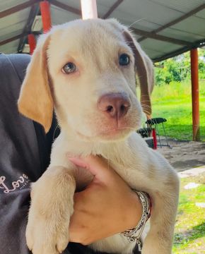 Filhote de Labrador