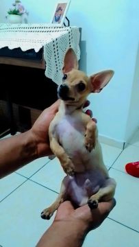 Pinscher 