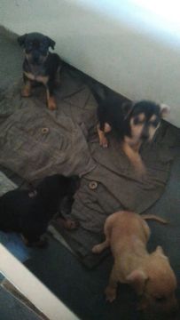 Filhotes pinscher 