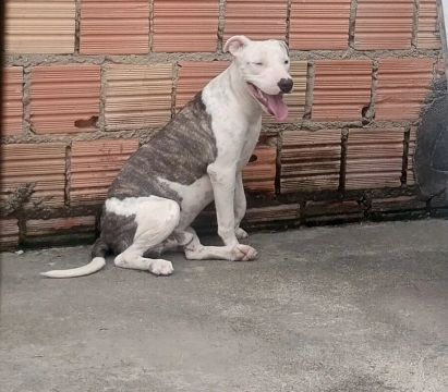 Pitbull disponível para venda filhote de 6 meses e meio 
