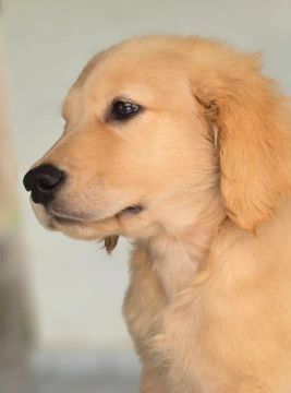 Filhotes Golden Retriever