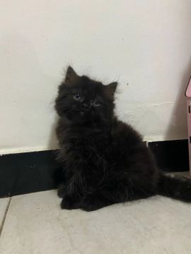 Gatinho preto persa