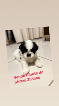 Vendo filhote de Shitzu 