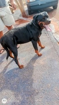 Jovem macho Disponível para cruza 
