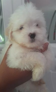 Lhasa Apso fêmea 
