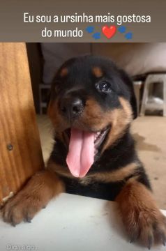 Filhote Rottweiler 