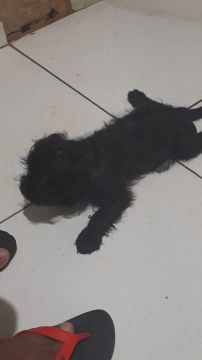 Filhote de poodle3 meses