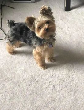 Yorkshire Terrier pronta entrega SP 