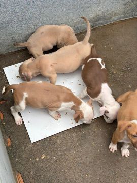 Filhotes de Pitbull Pit Monster 