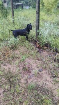 Cane Corso - Filhote