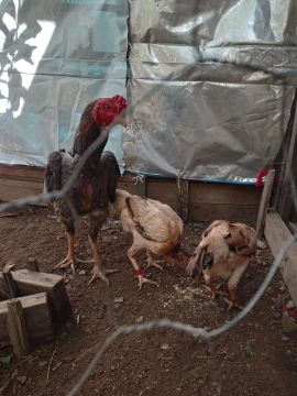 Vendo ovos galados deste galo Cavalo Bruto ! Das 2 Brutas estilosa !