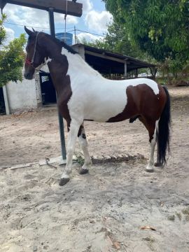 Mangalarga marchador!