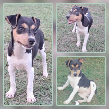 Fêmea Fox Paulistinha Disponível 