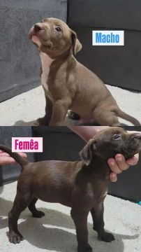 Filhotes de Pitbull