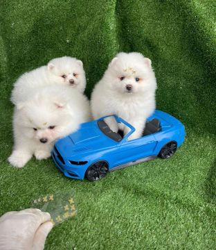 Spitz alemão lindos bebês 