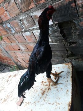 Frango mura  de 13 meses lindo 
