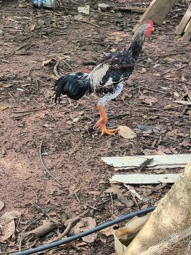 Frango caipira 