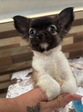 Chihuahua pelo longo 