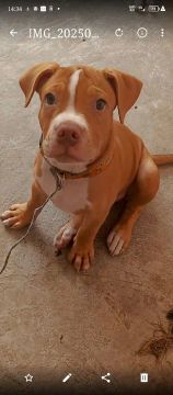 American Bully fêmea 3 meses 