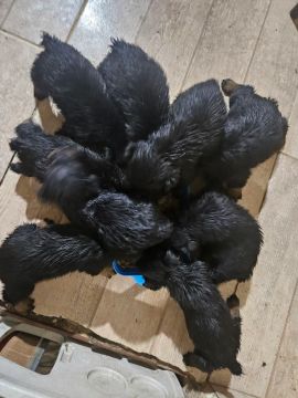 Filhotes de Rottweiler puros