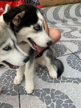 Filhotes Husky Siberiano