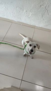 Cachorra branca para adoção