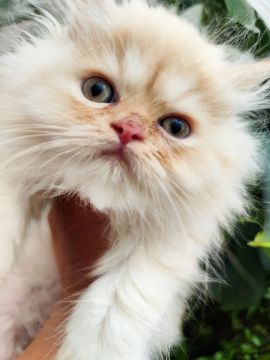 Gatinho Persa  filhote 