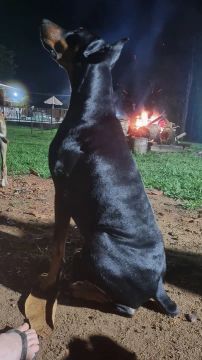 Vendo filhote desse Doberman.