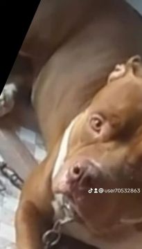 Pitbull disponível para adoção