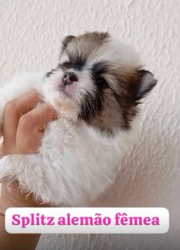 Filhote Spitz Alemão Fêmea