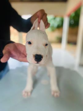 Filhote de Dogo Argentino