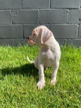 Filhote de Boxer Branco