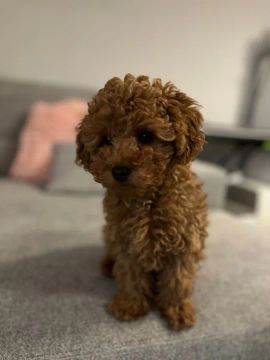 Poodle Toy: Adquira!