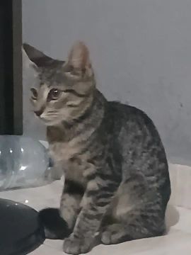 gatinhas