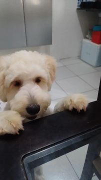 Filhote de Poodle