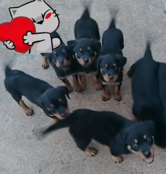 Filhotes Rottweiler 