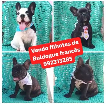 Vendo filhotes de Buldogue francês 
