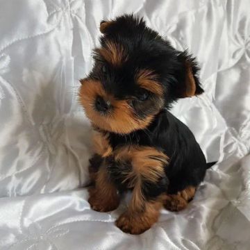 "Yorkshire Terrier à Venda: Filhotes Fofo, Prontos para Ser Seu Amigo!"