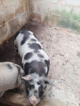 Porcos 