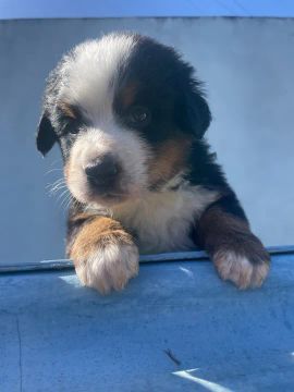 Filhote Bernese