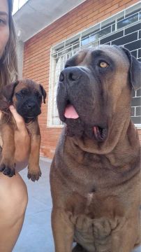 Filhotes de Canecorso com pedigree