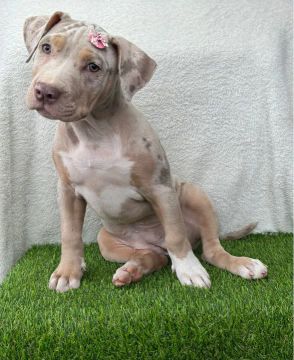 Pitbull Trililac Fêmea Top aqui no Puppy Stop