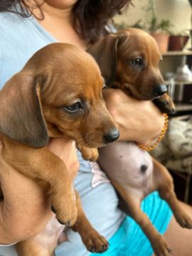 Vendo 2 filhotes de Dachshund 