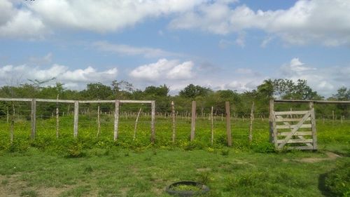 Fazenda 657 hectares, Cantanhede-MA