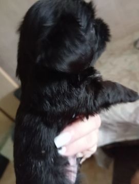 3 filhotes de poodle 2 pretos e um champanhe 