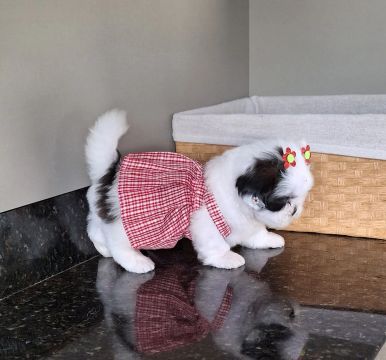 ShihTzu fêmea mini raça pura vacinada com garantia 